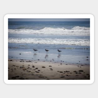 California Beach Birds Chilling on the Sunny Beach Photo V1 Sticker